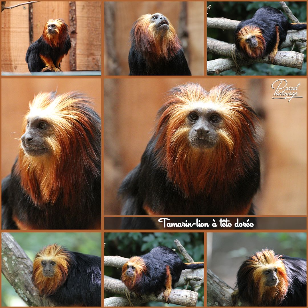 TAMARION-LION TETE DOREE 01 - LAYOUT 35 1080x1080.jpg